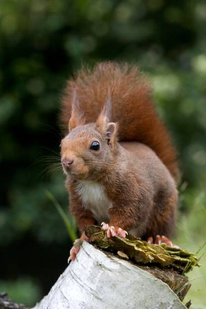 istock Red Squirrel, sciurus vulgaris, standing on Stump, Normandy 1257154700