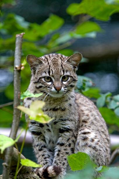 istock Geoffroy's Cat, oncifelis geoffroyi 1257154711