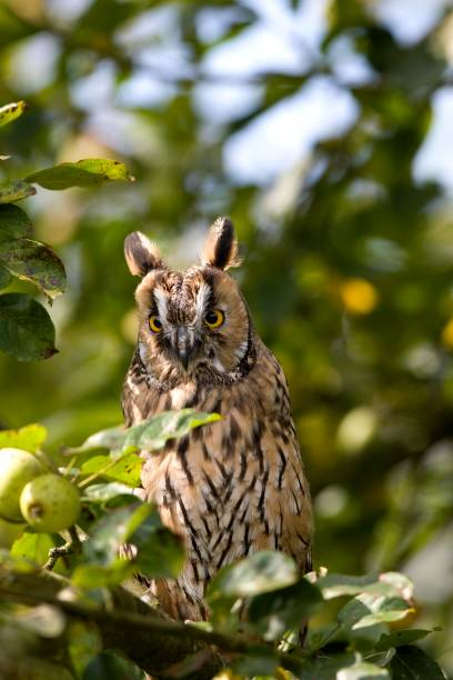 istock Long-eared Owl, asio otus, Adult standing in Apple Tree, Normandy 1257154731
