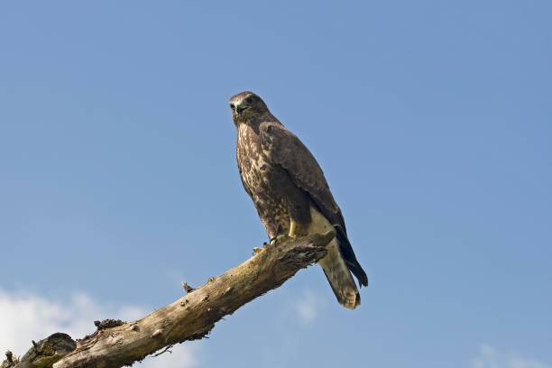 istock Common Buzzard, buteo buteo, standing on Branch, Normandy 1257154956