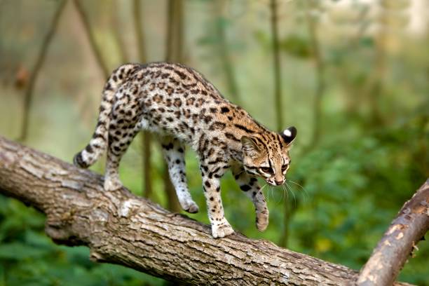 istock Tiger Cat or Oncilla, leopardus tigrinus, walking on branch 1257154967
