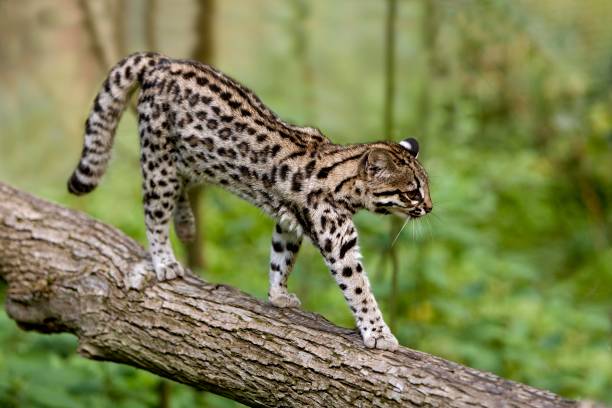 istock Tiger Cat or Oncilla, leopardus tigrinus, walking on branch 1257155007