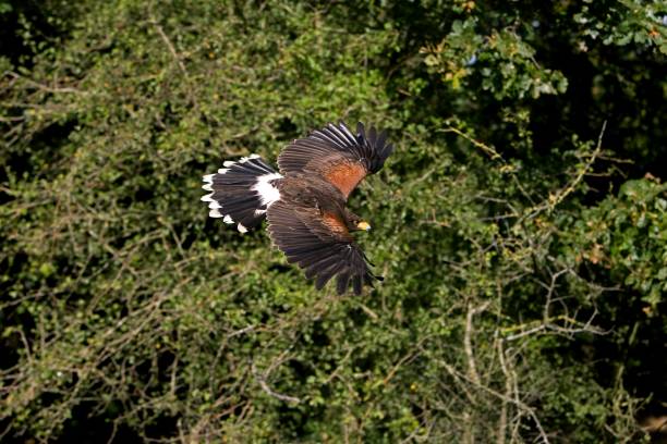 istock Harris Hawk, parabuteo unicinctus, Adult in Flight 1257155067