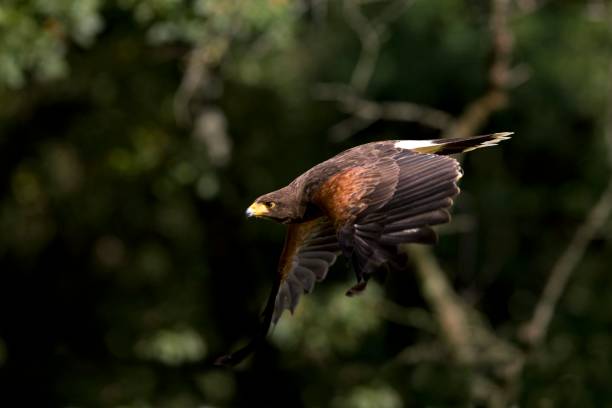 istock Harris Hawk, parabuteo unicinctus, Adult in Flight 1257155106