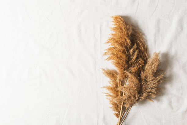istock Pampas grass on white texture textile, autumn mood flat lay 1257155114