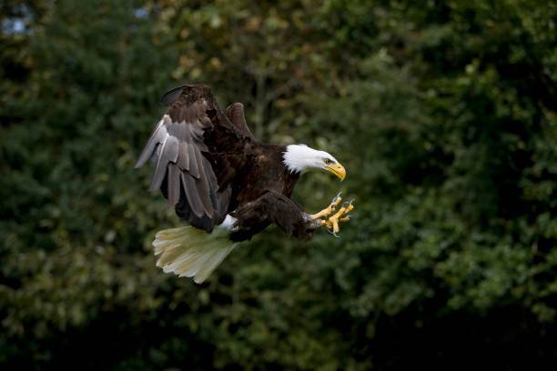 istock Bald Eagle, haliaeetus leucocephalus, Adult in Flight 1257155158
