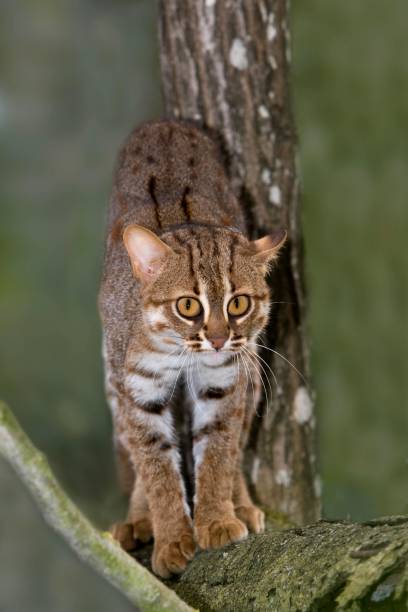 istock Rusty-Spotted Cat, prionailurus rubiginosus 1257156383