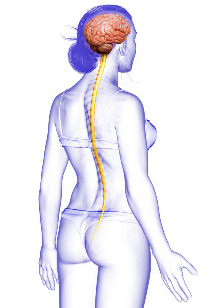 3d hecho ilustración médicamente precisa del cerebro - brain human spine brain stem cerebellum fotografías e imágenes de stock
