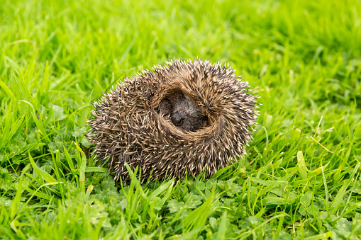 Hedgehog (Scientific or Latin name: Erinaceus Europaeus) Juvenile, wild, European hedgehog, curled into a ball, facing forward on green grass lawn.  Horizontal.  Space for copy.