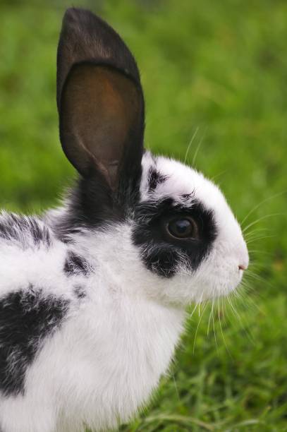 istock French Domestic Rabbit called Geant Butterfly English 1257156763