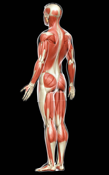 istock 3d rendered medically accurate illustration of a male muscle system 1257156933