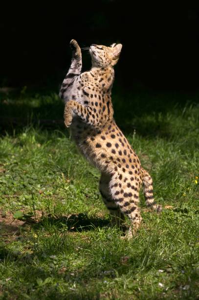 istock Serval, leptailurus serval, Adult hunting Bird 1257156962