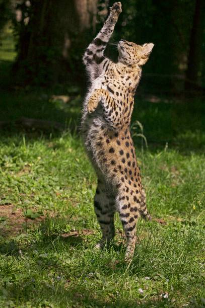 istock Serval, leptailurus serval, Adult hunting Bird 1257156986