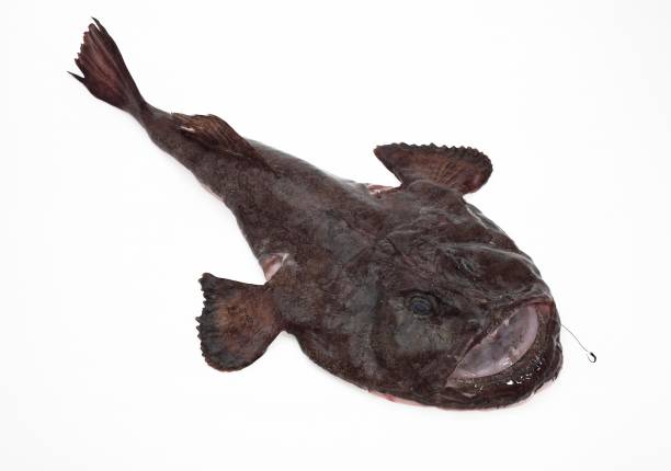 istock Monkfish, lophius piscatorius, Fresh Fish against White Background 1257157510