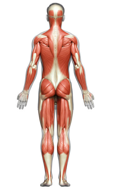 istock 3d rendered medically accurate illustration of a male muscle system 1257157533