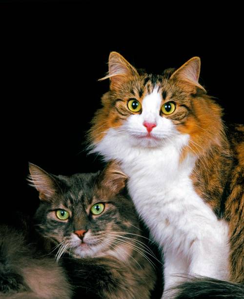 istock Skogkatt Domestic Cat 1257157576