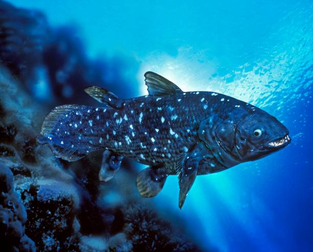 10,000+ Free Coelacanth Fish & Fish Images - Pixabay