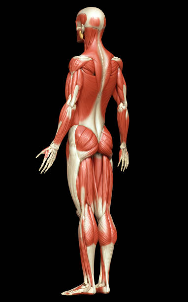 istock 3d rendered medically accurate illustration of a male muscle system 1257157733