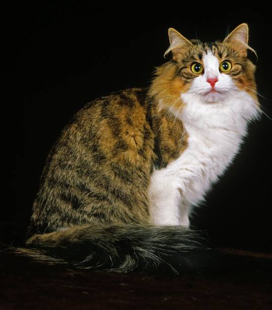istock Skogkatt Domestic Cat 1257157794