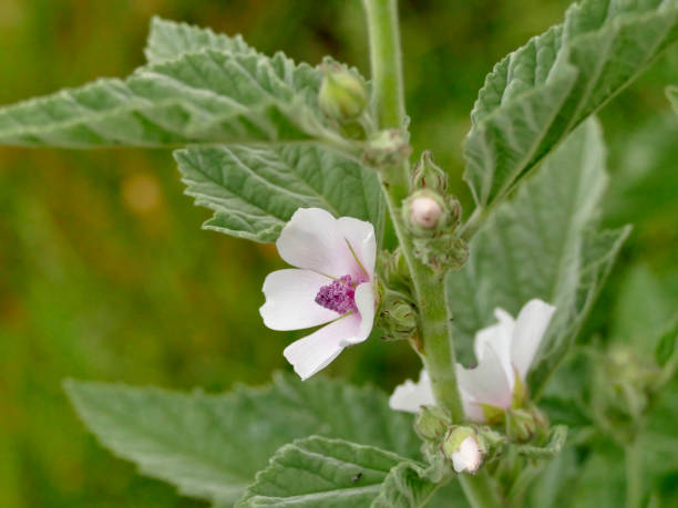 istock Medicinal plant marsh-mallow with flower in summer 1257157837