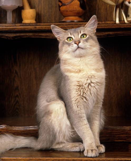 istock Blue Somali Domestic Cat sitting 1257157867