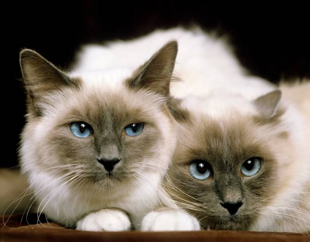 istock Birmanese Domestic Cat 1257157869