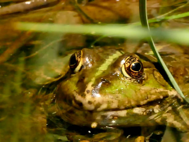 istock common water frog in a pond in Germany 1257157885