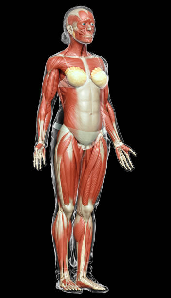 istock 3d rendered medically accurate illustration of a female muscle system 1257157901