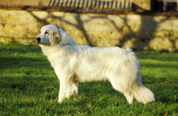 istock Great Pyrenees Dog or Pyrenean Mountain Dog 1257157932