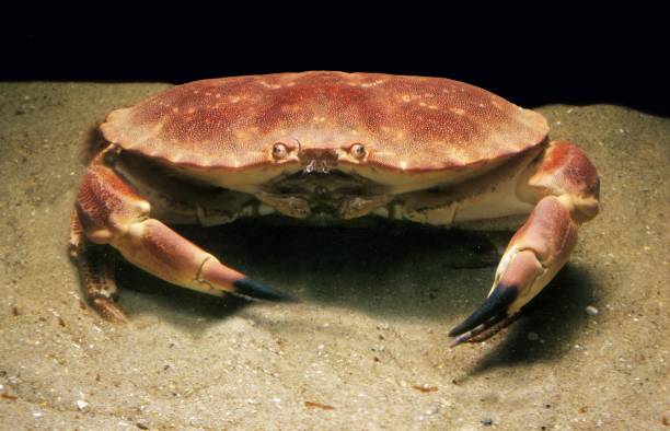 istock Edible Crab, cancer pagurus 1257157935