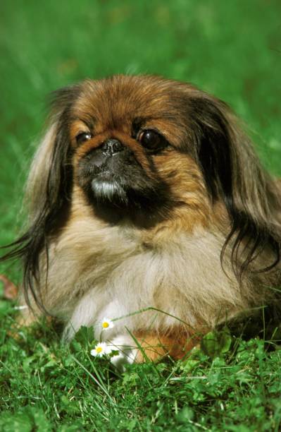 istock Pekinese Dog laying on Grass 1257157955
