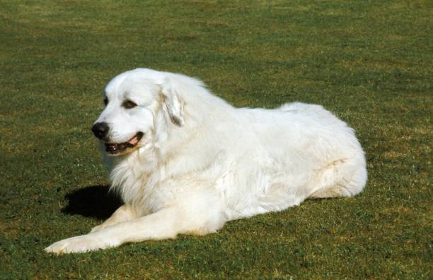 istock Great Pyrenees Dog or Pyrenean Mountain Dog 1257158058