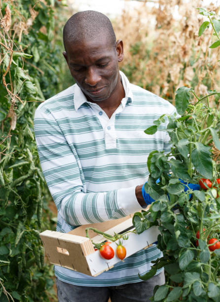 istock Farmer gathering in crops of tomatoes 1257158108