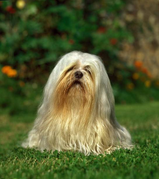 istock Lhassa Apso or Lhasa Apso, Dog sitting on Lawn 1257158296