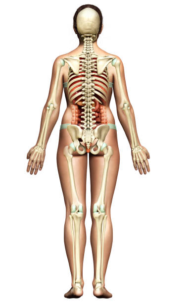 istock 3d rendered medically accurate illustration of female  Internal organs and skeleton system