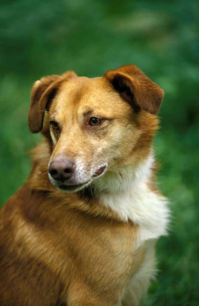 istock Portrait of Dog 1257158343