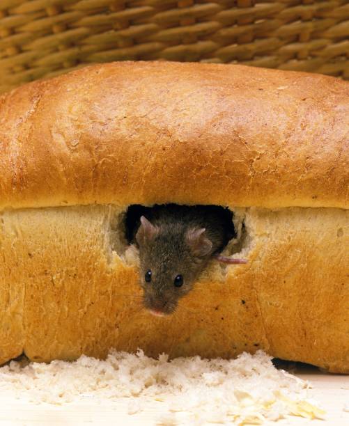 House Mouse, mus musculus standing in Bread House Mouse, mus musculus standing in Bread mus musculus stock pictures, royalty-free photos & images