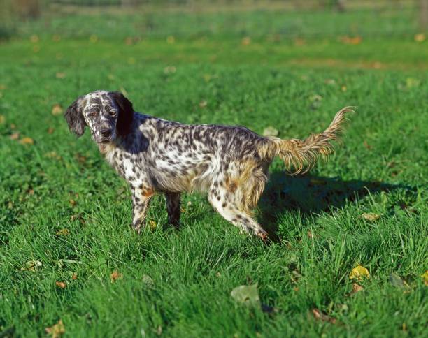 istock English Setter Dog standing on Grass 1257158396