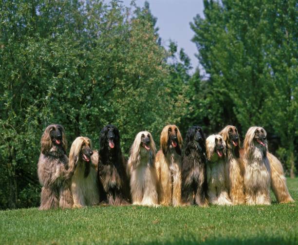 istock Afghan Hound, Dog standing on Lawn 1257158405