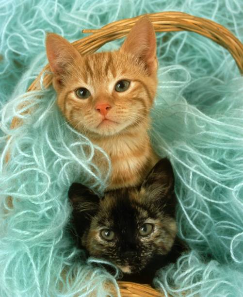 istock Domestic Cat, Kittens playing in Wool 1257158419