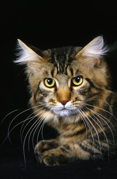 istock Brown Tabby Maine Coon Domestic Cat, Portrait 1257158430
