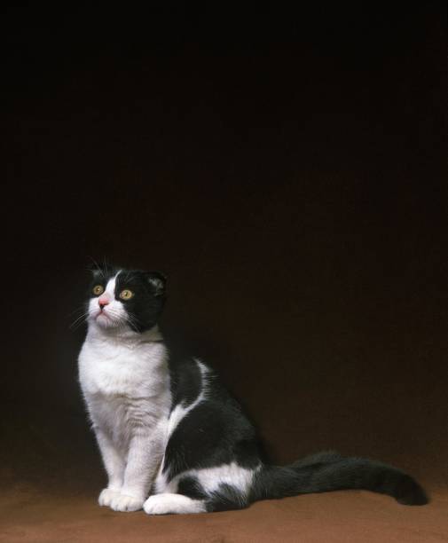 istock Scottish Fold Domestic Cat sitting 1257158450