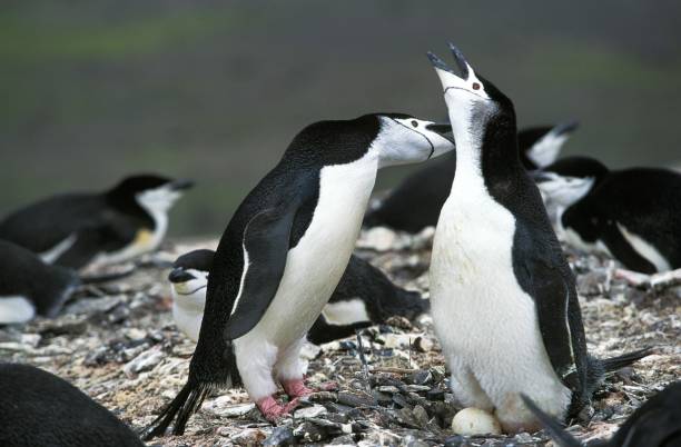 istock Chinstrap Penguin, pygoscelis antarctican, Pair standing on Nest, with Egg, Antarctica 1257159260