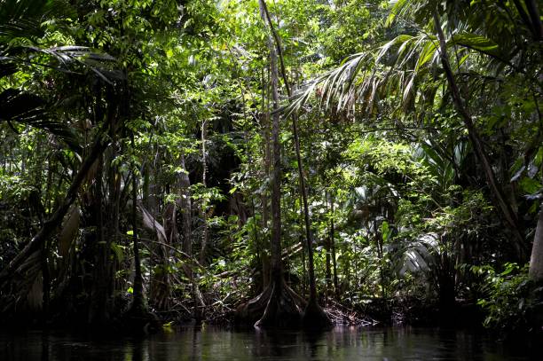 istock Orinoco Delta in Venezuela 1257159310