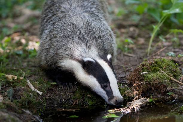 istock European Badger, meles meles, Normandy 1257159367