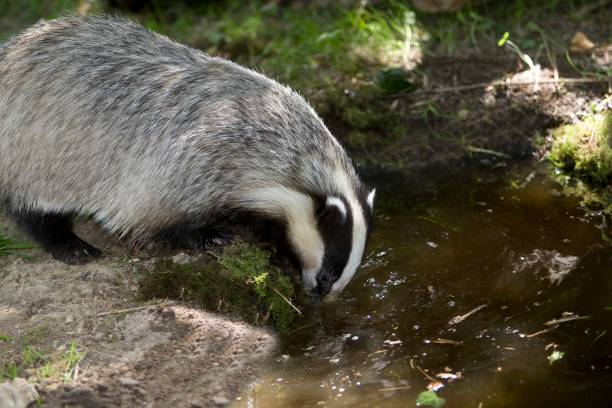 istock European Badger, meles meles, Entering Water, Normandy 1257159383
