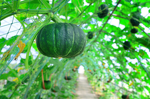 Close-up of growing pumpkin on vine at greenhouse.