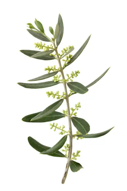 Joung branch olive tree with green leaves and buds isolated on a white background