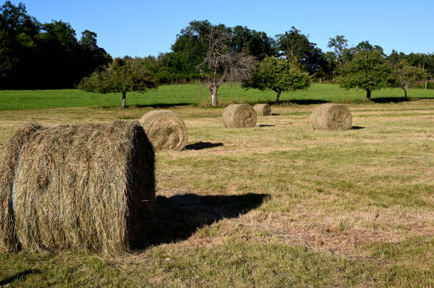 istock Haystacks in a field on a summer day 1257161660
