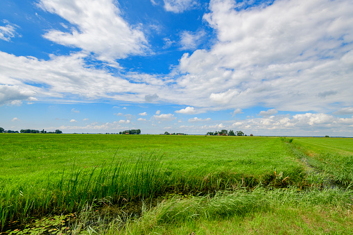 Landscape in the IJsseldelta ancient Mandjeswaard polder during a beautiful summer in Overijssel, The Netherlands.